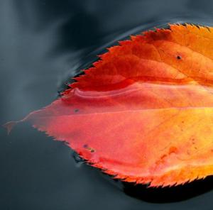 poster fall leaf